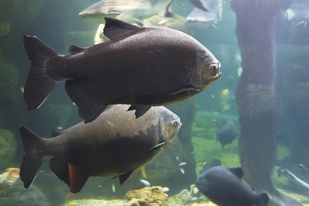 Brasil Produziu Quase 900 Mil Toneladas De Peixes De Cultivo Revista