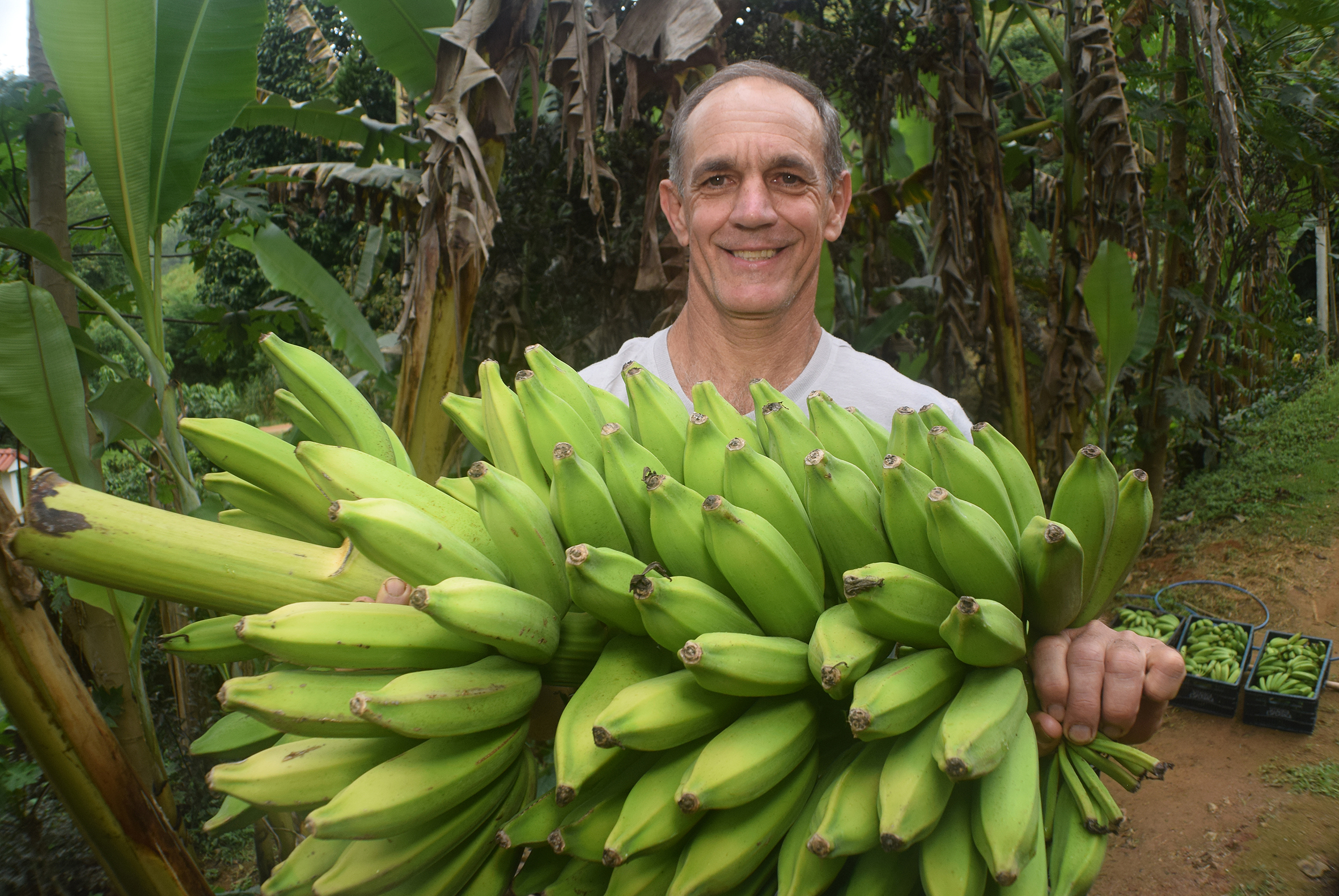 Nova variedade de banana é criada em MT, Mato Grosso