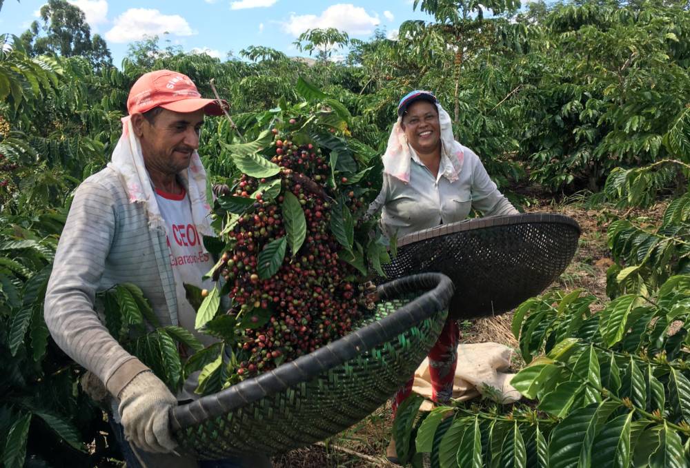 Colheita de café ganha ritmo no Brasil e chega a até 15% para