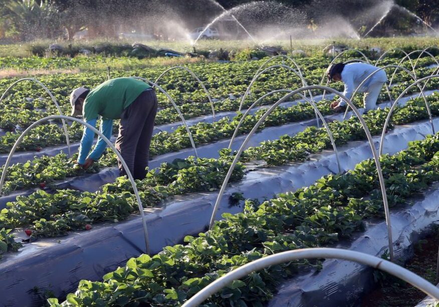 Brazlândia (DF) - Em setembro, diversas cidades do país promovem a festa do morango. Com tecnologia, agricultores conseguem colher a fruta o ano todo (Valter Campanato/Agência Brasil)