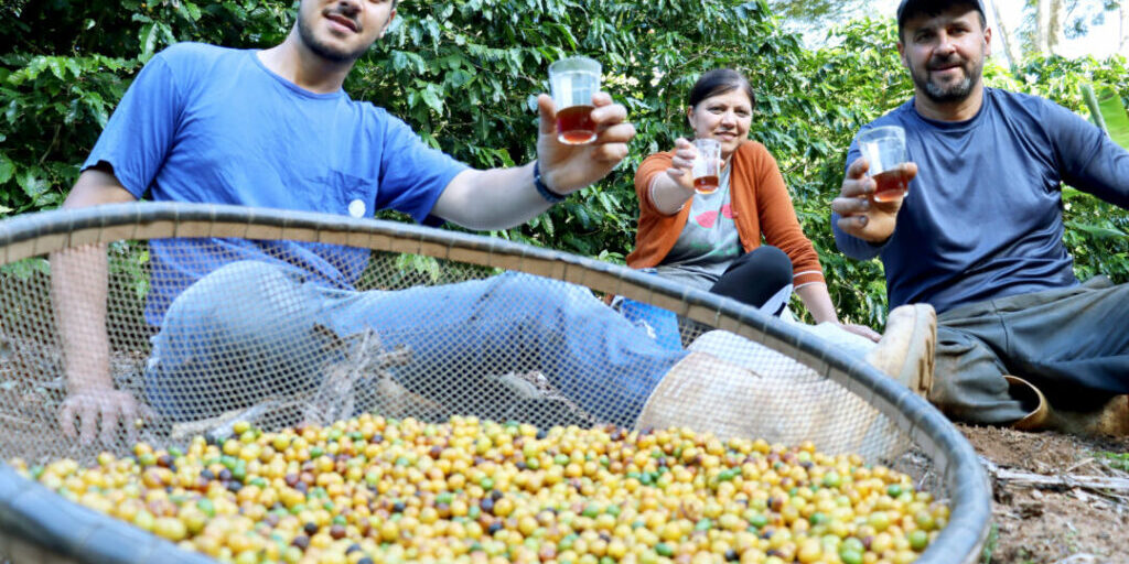 A família Busato produz café em Marechal Floriano