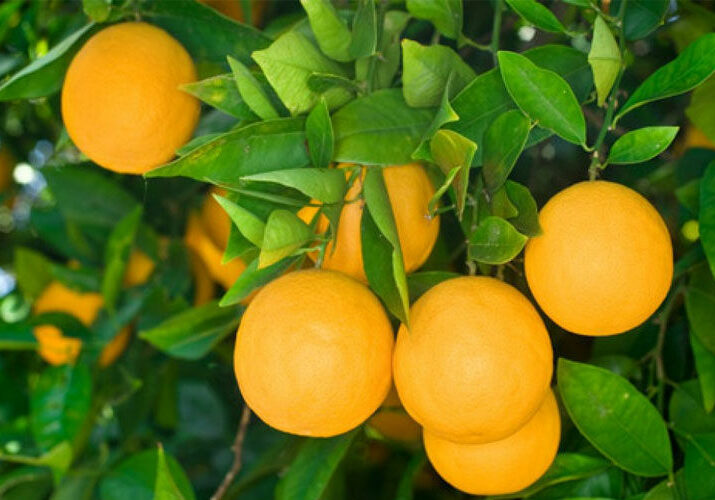 CITRUS