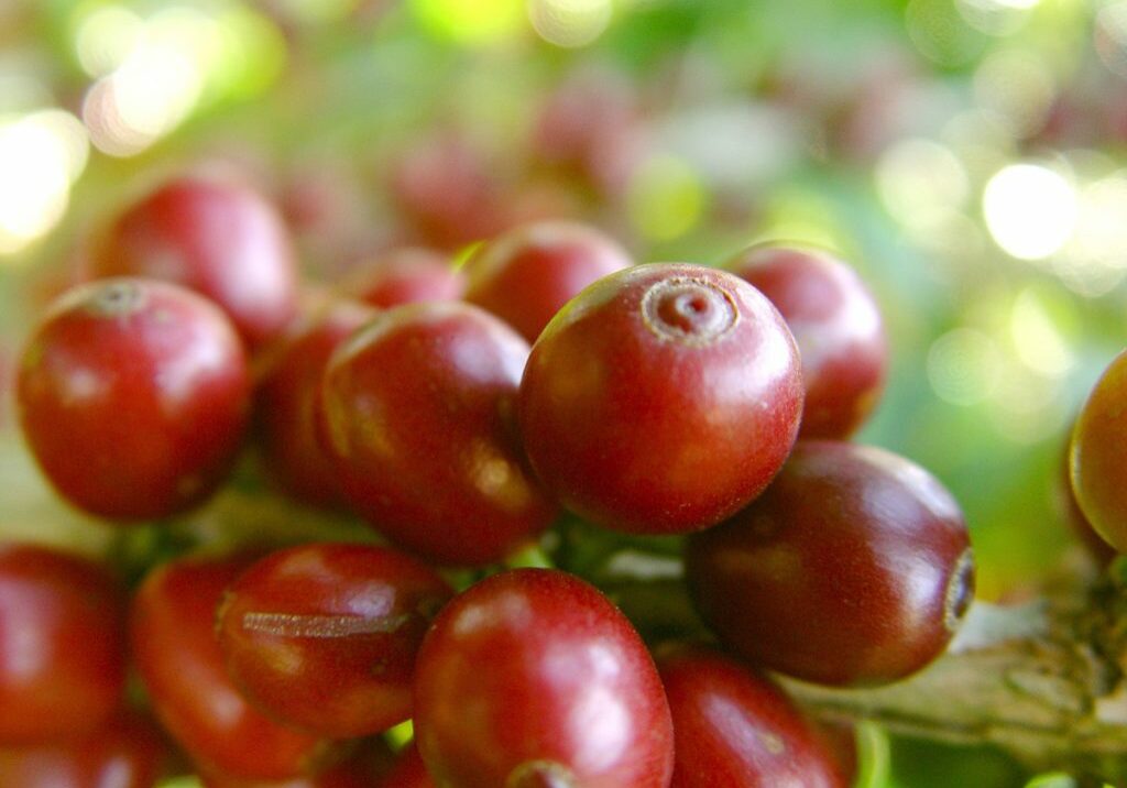 Café-grãos-capa