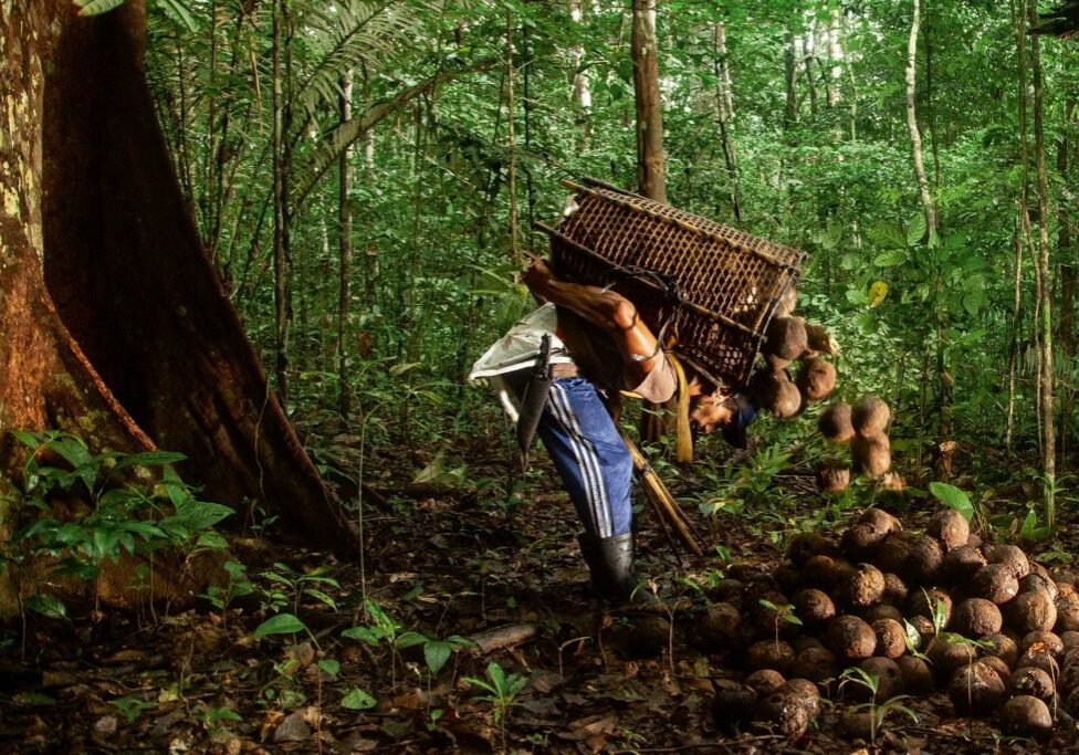 Castanha do Brasil