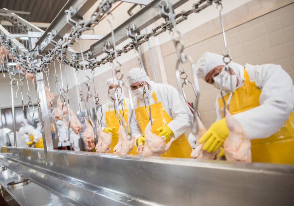 Workers at a food factory doing quality control con chickens