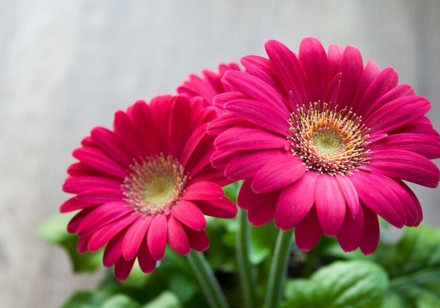 Gerbera-rosa