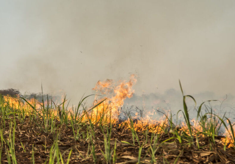 Sugar cane Fire plantation