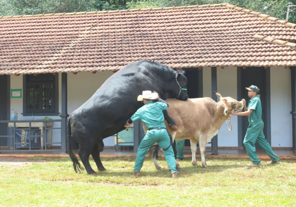 Inseminação - semen - genética - Julio Huber