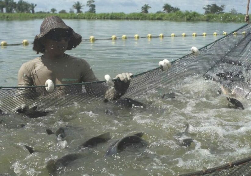 Peixe-Agronorte-Divulgacao