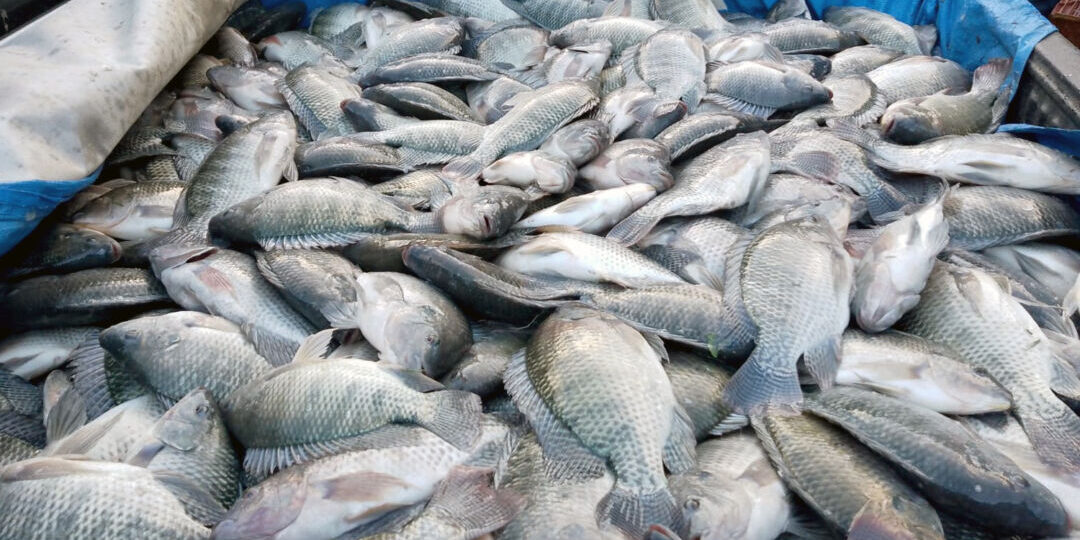 Peixes