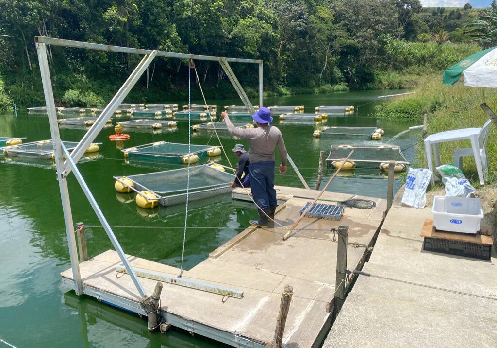 Produção de peixes em Pernambuco