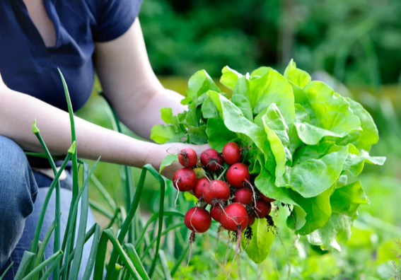 Verduras