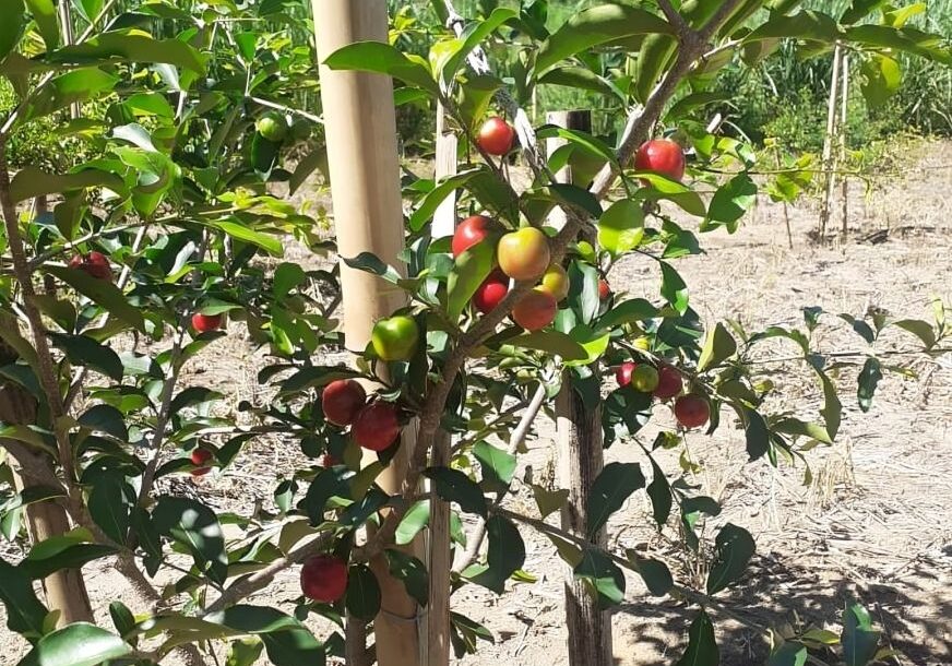 acerola