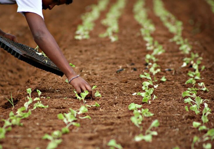 agricultura