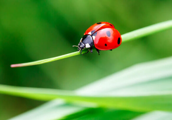 Macro photo of Ladybug in the green grass. Macro bugs and insects world. Nature in spring concept.