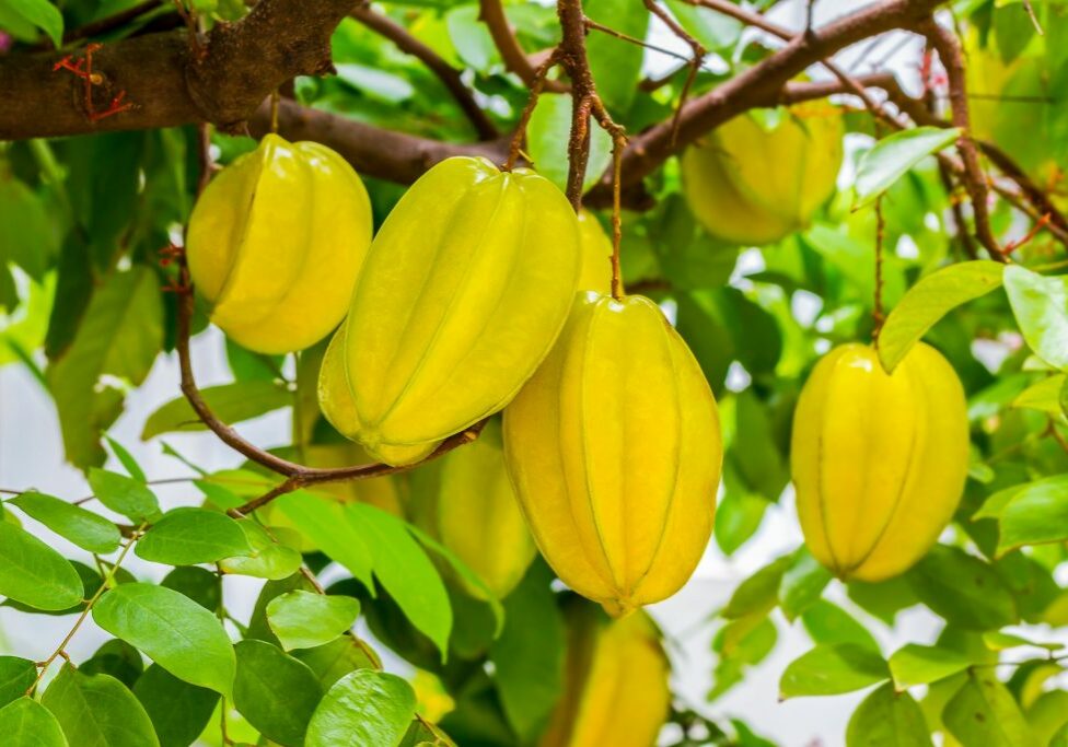 carambola