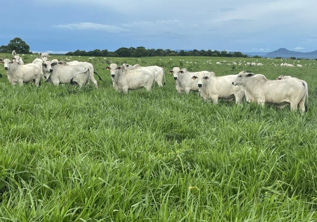 cfm-Agro-pecuaria-CFM-finaliza-avaliacao-da-nova-safra-de-touros-Nelore-nascidos-em-2021-foto-divulgacao