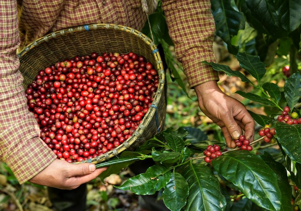 Fresh coffee bean in basket