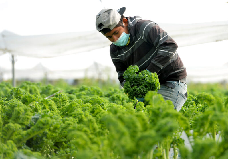 WATSONVILLE, CA - MAY 1: Wearing mandatory mask and gloves, a fieldworker picks Green Kale grown under a protective cover for Lakeside Organic Gardens in Watsonville, Calif., on Friday, May 1, 2020. During the pandemic, Lakeside Organic Gardens is seeing an increase in demand for produce by working with grocery stores, unlike other large farming operations, which have seen a drop in demand in the restaurant and hospitality industry. (Doug Duran/Bay Area News Group)