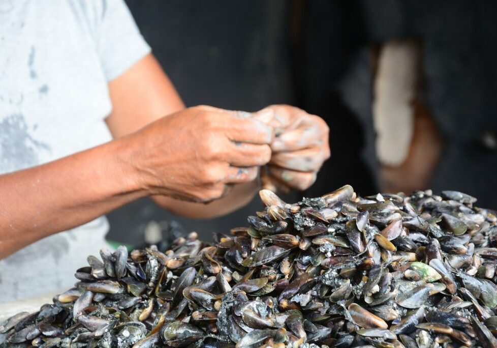 marisqueira