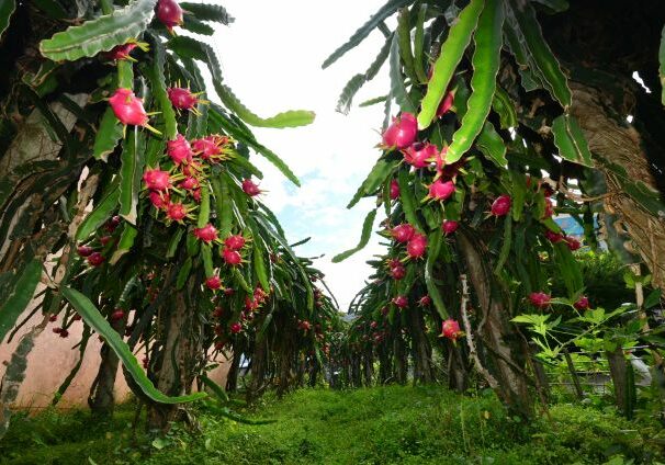 Fruticultura