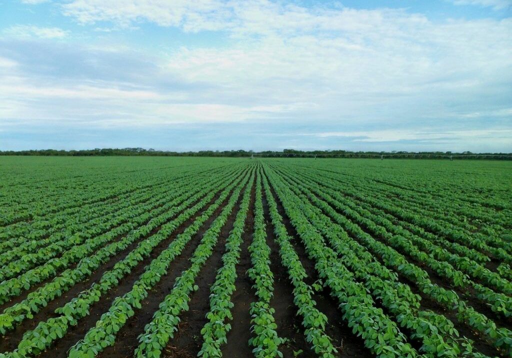 soybean-field-1610754_1280